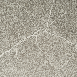 santo-tomas-busardeado